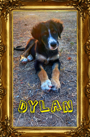 Dylan