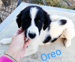 Oreo