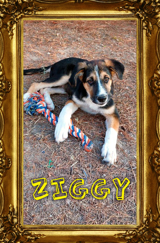 Ziggy